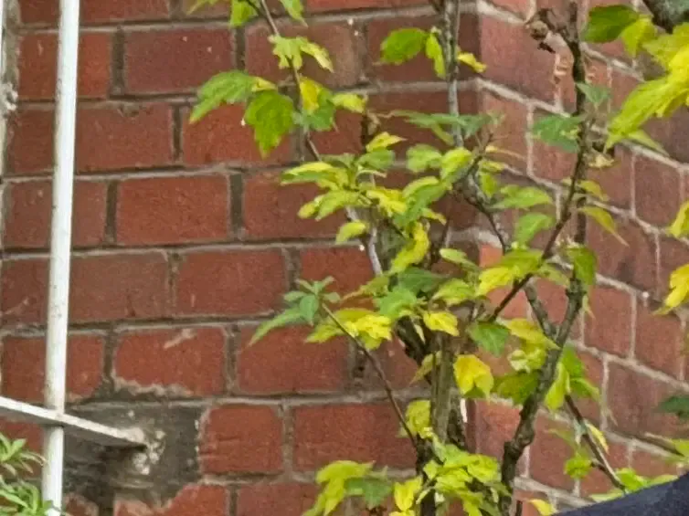 A cropped picture, taken from an iPhone 15 Pro. It displays bricks and leaves. They look oily